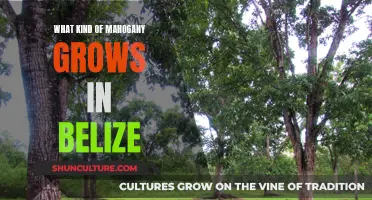 Mahogany Trees of Belize
