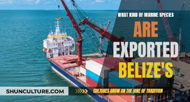 Belize's Marine Species Exports