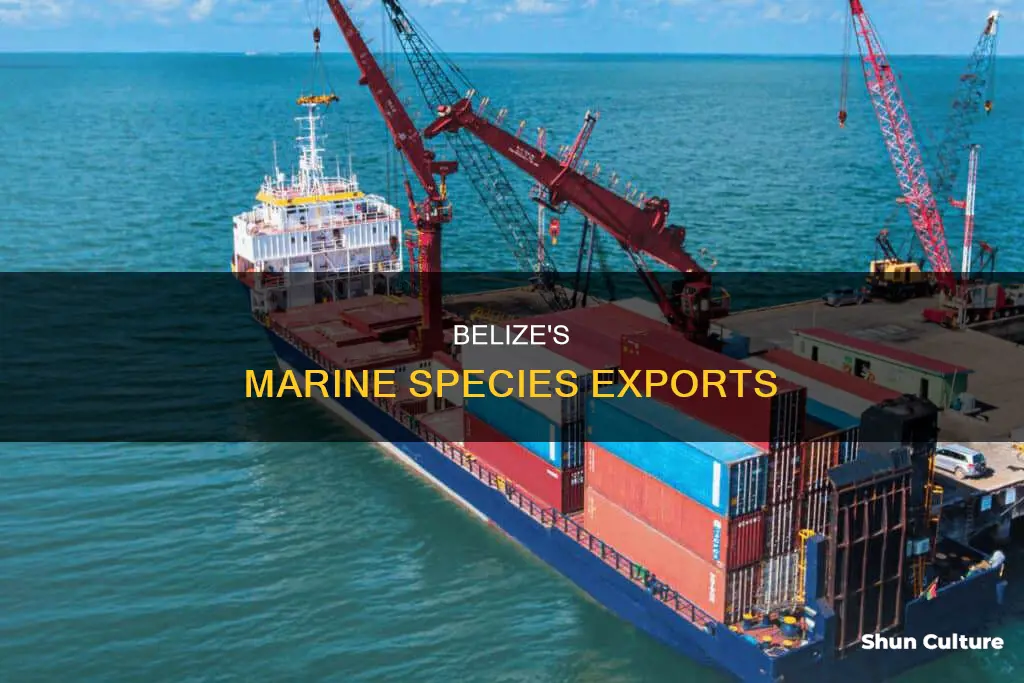 what kind of marine species are exported belize