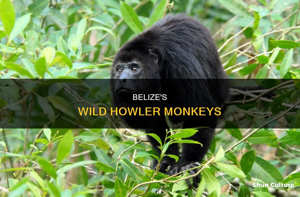 what kind of monkeys are in belize