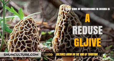 Exploring Bosnia's Reduces Gljive: Identifying Unique Mushroom Varieties