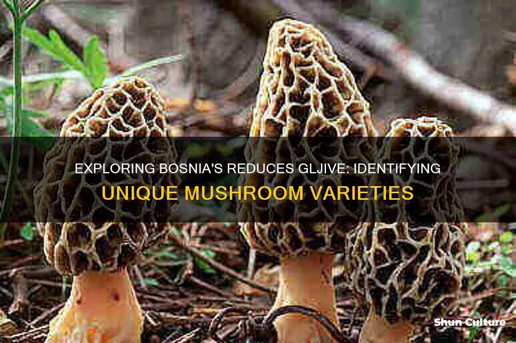 what kind of mushrooms in bosnia is a reduse gljive