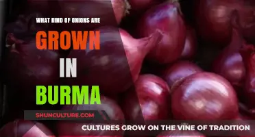 Exploring the Varieties of Onions Cultivated in Burma
