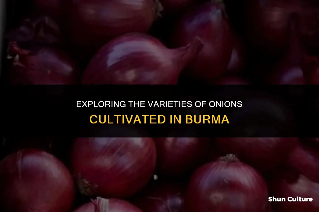 what kind of onions are grown in burma