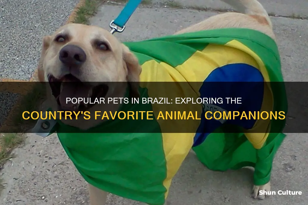 what kind of pet to people have in brazil