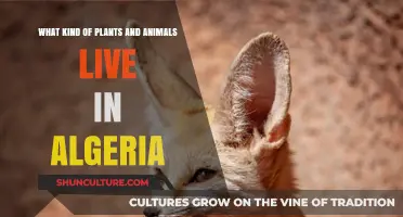 Exploring Algeria's Diverse Flora and Fauna: A Wildlife and Plant Guide