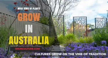 Australian Flora: Plants That Grow in Australia