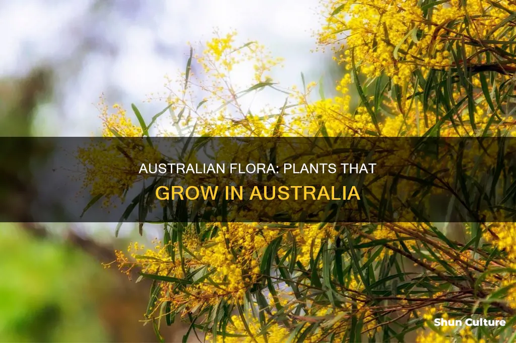 what kind of plants grow in australia