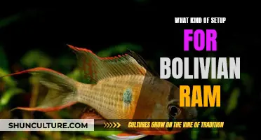 The Perfect Bolivian Ram Setup: A Comprehensive Guide