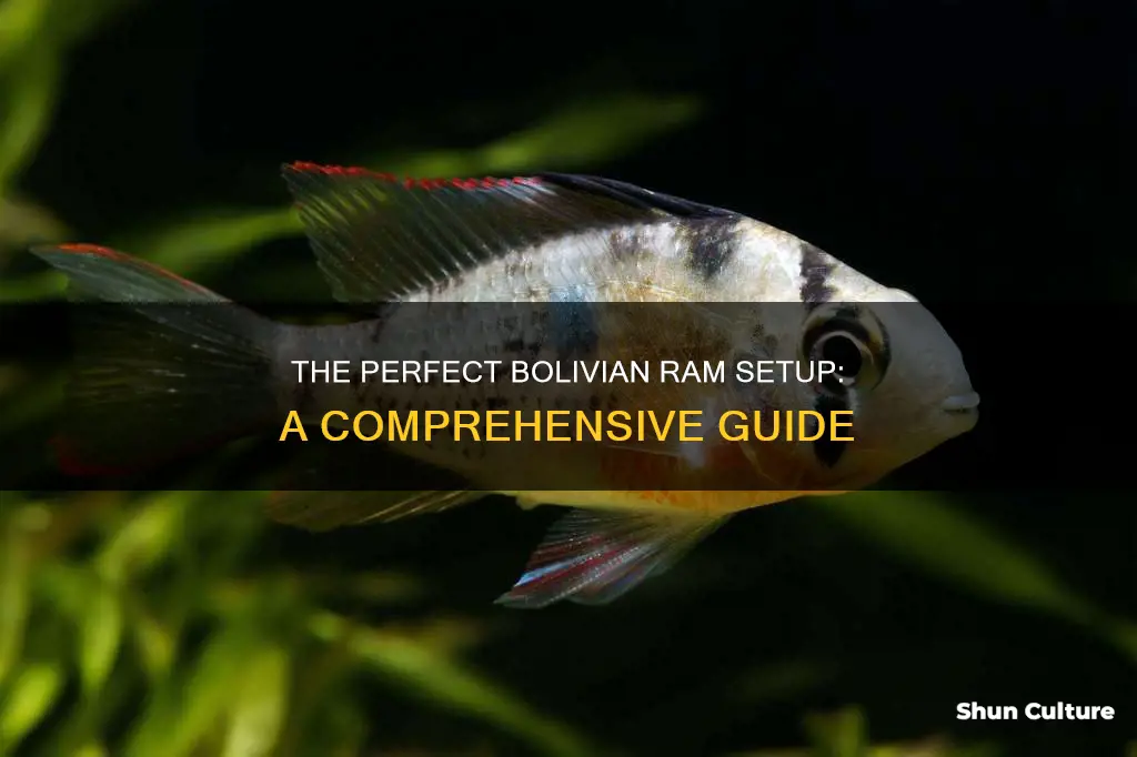 what kind of setup for bolivian ram