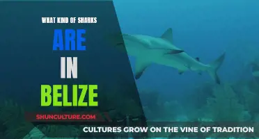 Sharks of Belize: A Diverse Mix