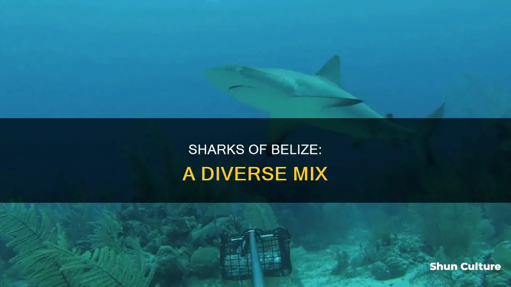 what kind of sharks are in belize