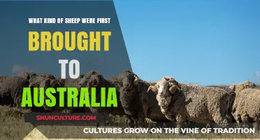 First Sheep in Australia: The Arrival of Merino Breeds
