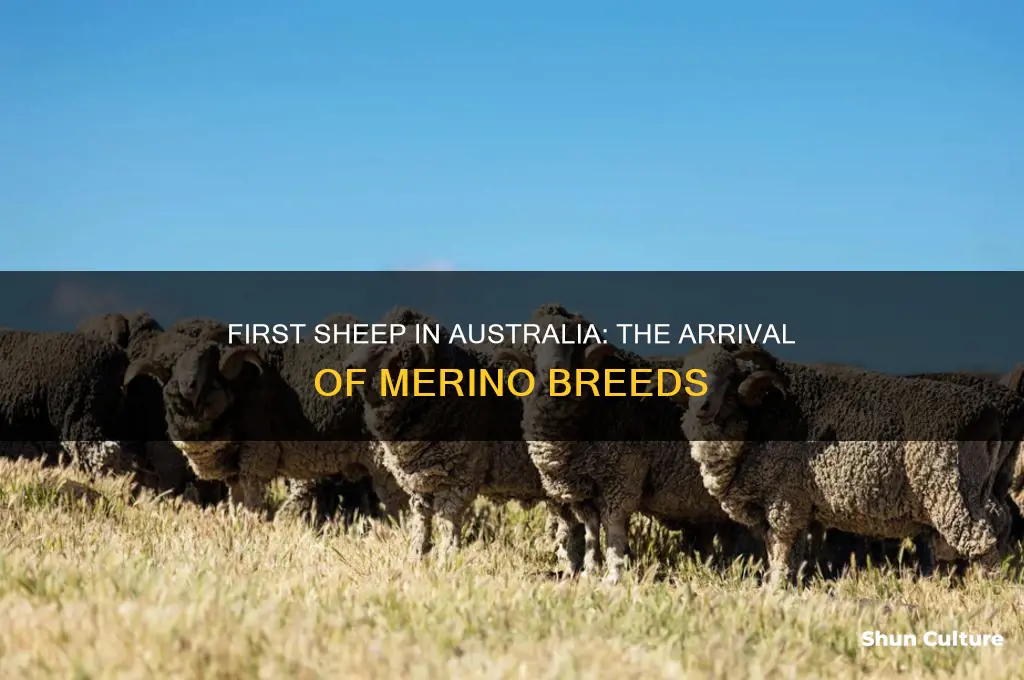 what kind of sheep were first brought to australia