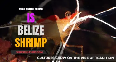 Belize Shrimp: A Tasty Treat