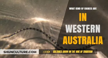 Deadly Snakes of Western Australia: A Guide
