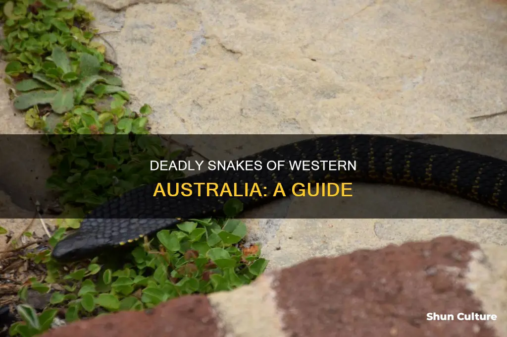 what kind of snakes are in western australia
