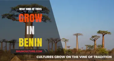 Exploring Benin's Rich Forestry: A Guide to Native Tree Species