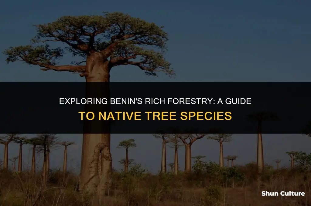 what kind of trees grow in benin