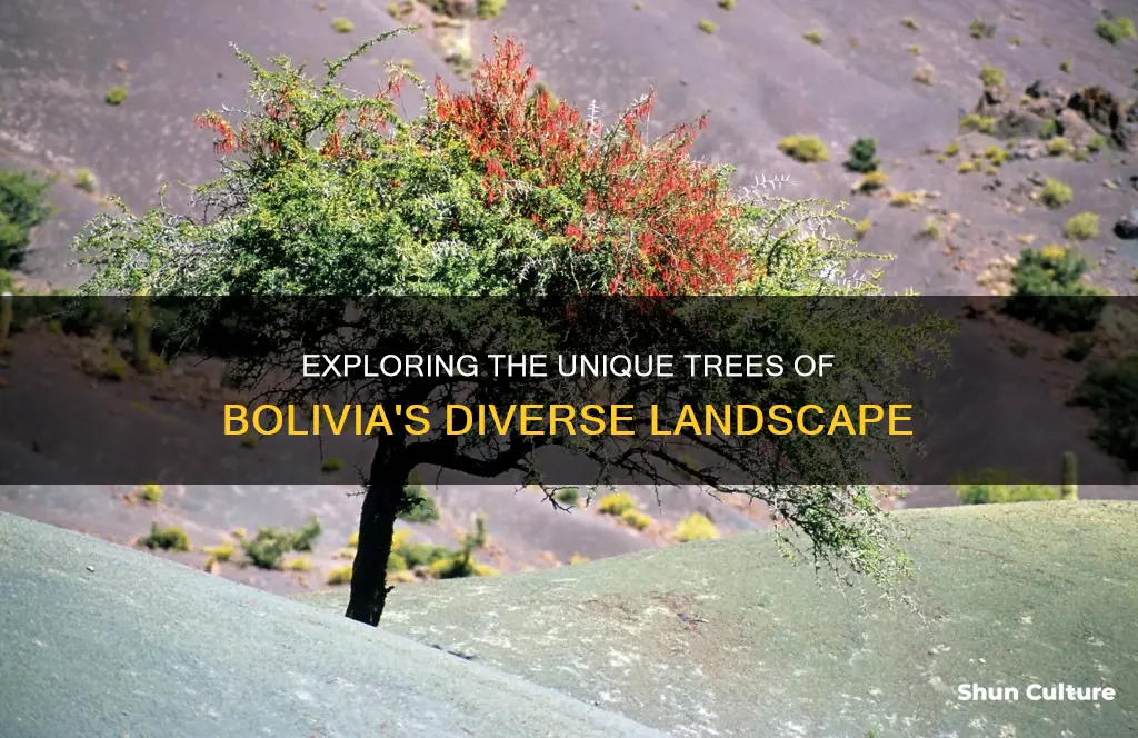 what kind of trees grow in bolivia