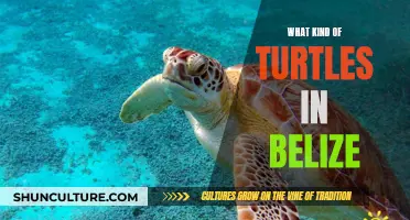Turtles of Belize: Species Diversity