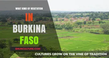 Exploring Burkina Faso's Diverse Vegetation: A Comprehensive Guide