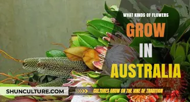 Explore Australia's Unique Blooming Flowers