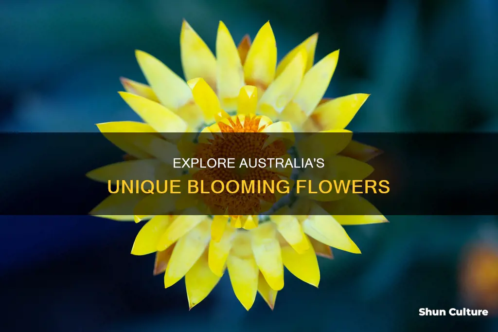 what kinds of flowers grow in australia