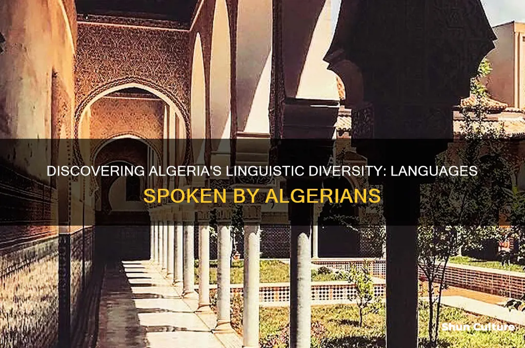what language do algerians speak