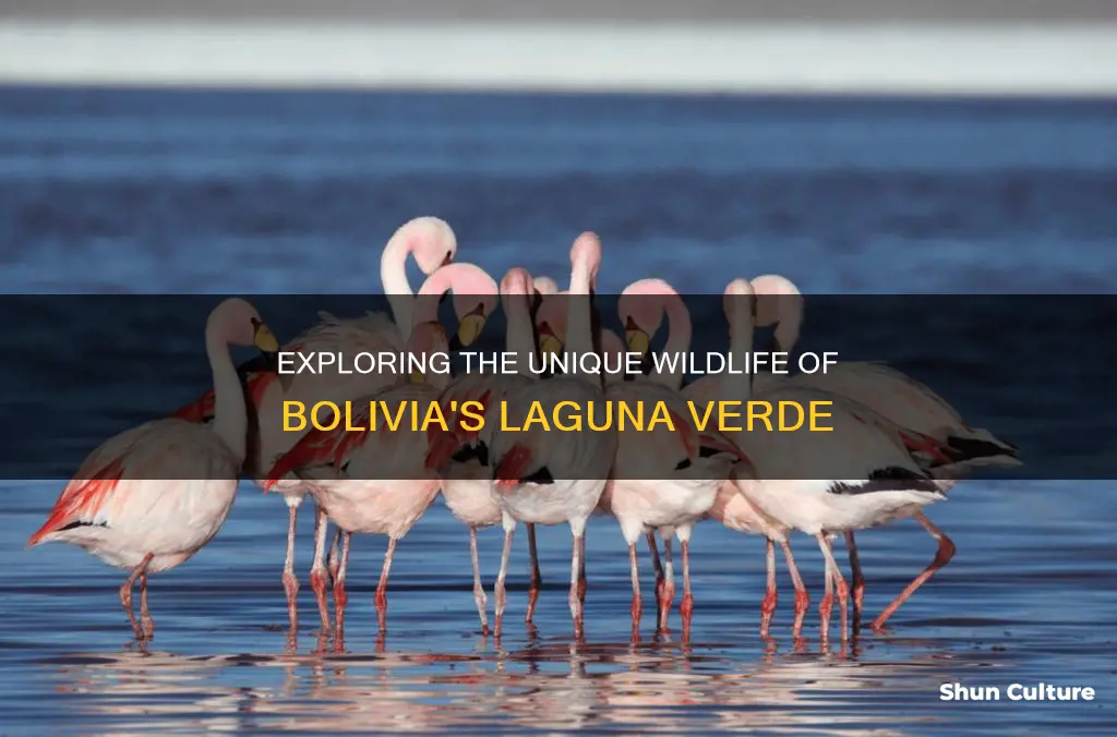 what lives in laguna verde in bolivia