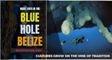 Exploring the Secrets of Belize's Blue Hole