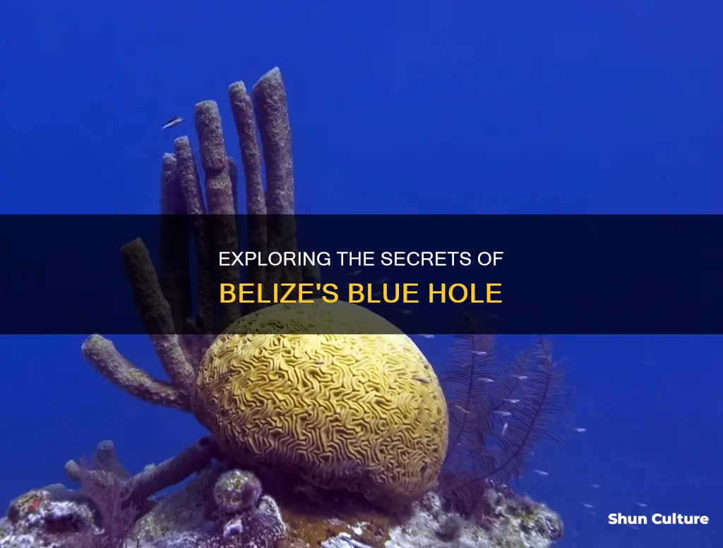 what lives in the blue hole belize