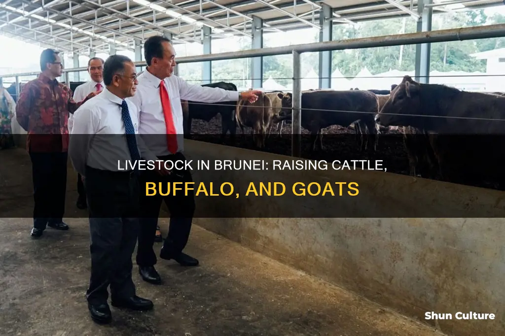 what livestock are raised in brunei