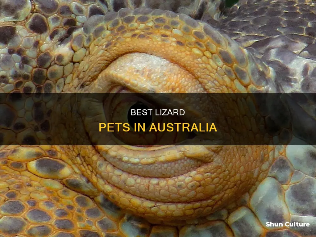 what lizards make good pets australia