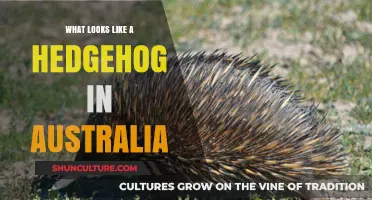 Spiky Surprise: Unveiling Australia's Hedgehog-Like Creatures and Their Secrets