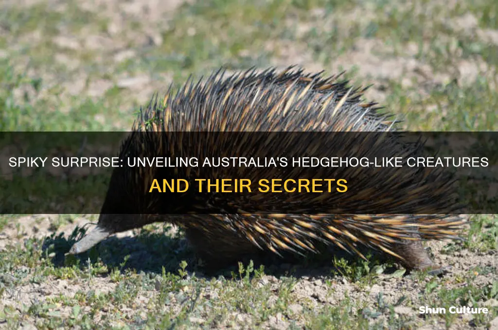 what looks like a hedgehog in australia