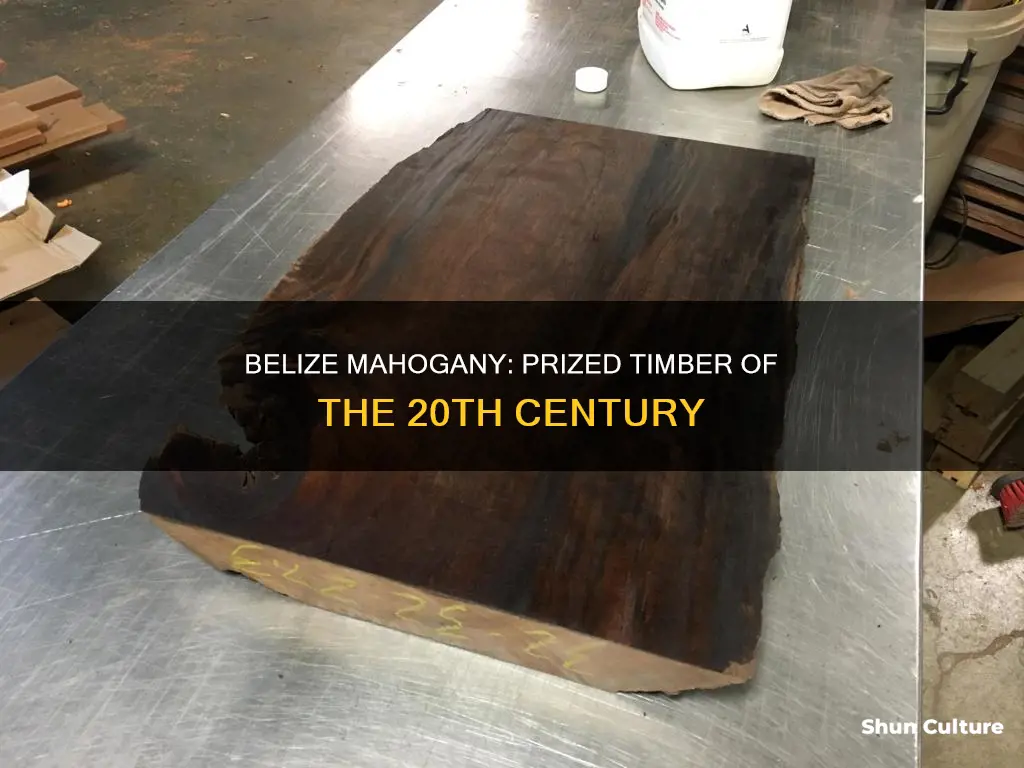 what made early 20th century belize mahogany so good