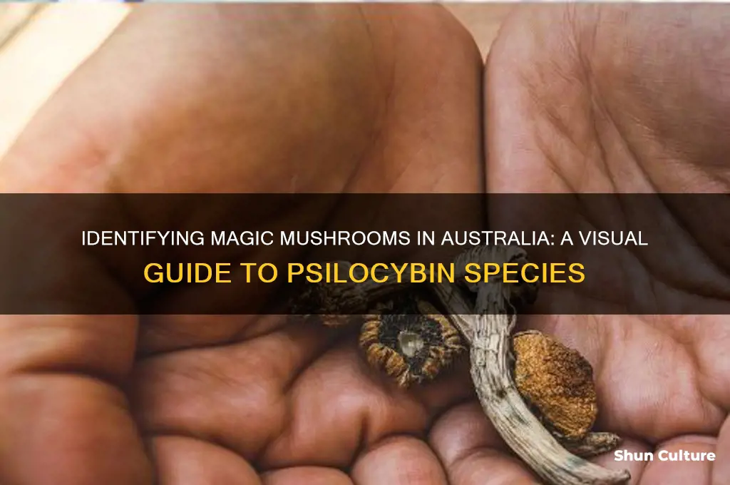 what magic mushrooms look like in australia