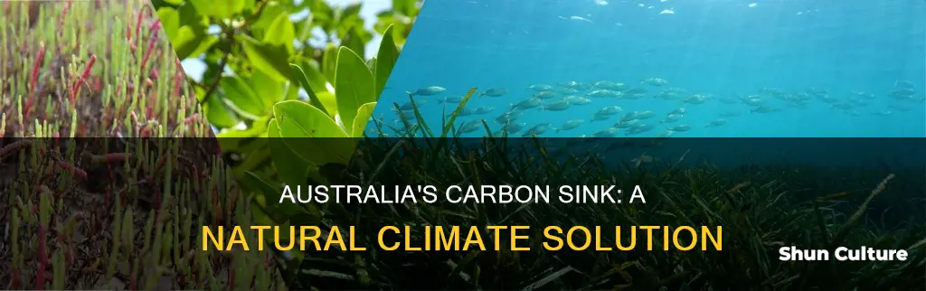 what makes australia a carbon sink