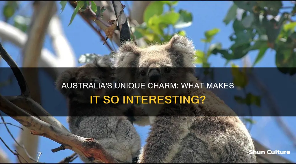 what makes australia interesting