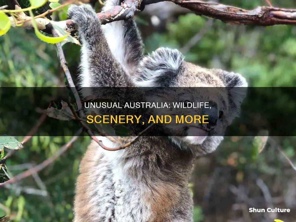 what makes australia unusual
