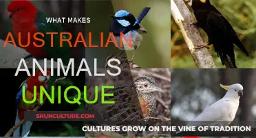 Australian Wildlife: Uniquely Evolved and Isolated