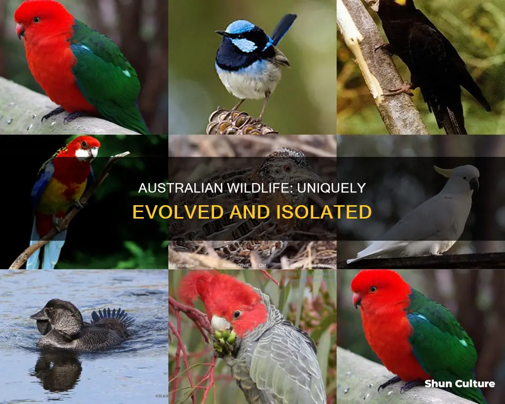 what makes australian animals unique