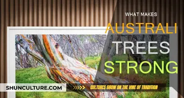 Australian Trees: Secrets of Their Strength
