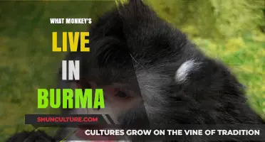 Exploring the Primate Diversity of Myanmar: A Journey into the Monkey Kingdom