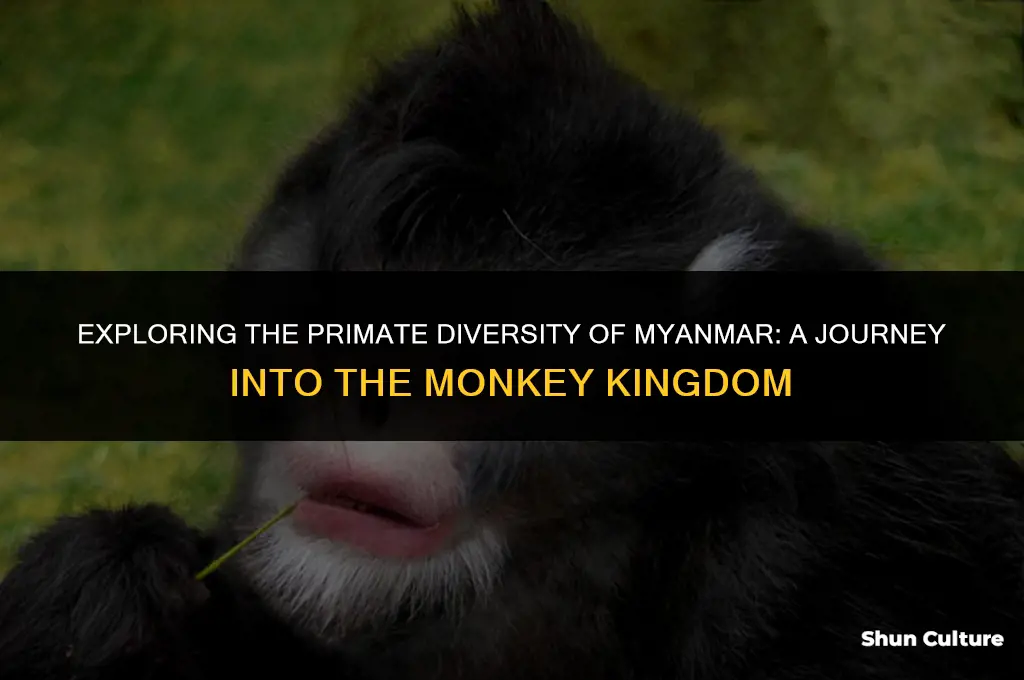 what monkey