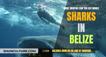 Belize: Whale Shark Season Secrets