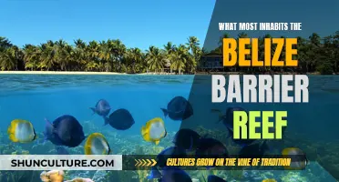 Belize's Barrier Reef: A Haven for Marine Life