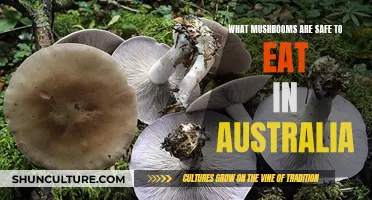 Edible Australian Mushrooms: Safe Species to Forage
