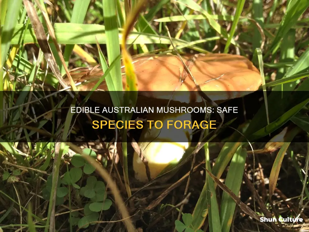 what mushrooms are safe to eat in australia